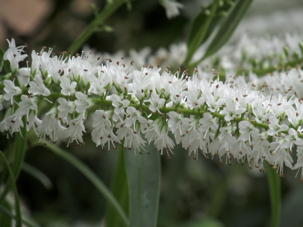 koromiko / Veronica salicifolia: The white flowers of _Veronica salicifolia_ are borne in long racemes.