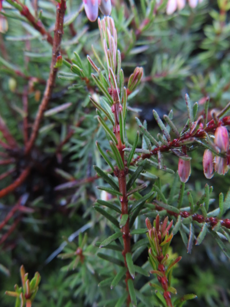 Irish heath / Erica erigena: Like _Erica_ × _darleyensis_ but unlike _Erica carnea_, the flanges along the stem from the base of each leaf taper conspicuously; _Erica erigena_ differs from the hybrid in being minutely hairy between those flanges.