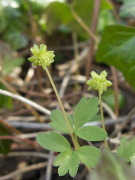 moschatel / Adoxa moschatellina: _Adoxa moschatellina_ grows in moderately base-rich woodlands across most of Great Britain and at one site near Belfast (VCH39).