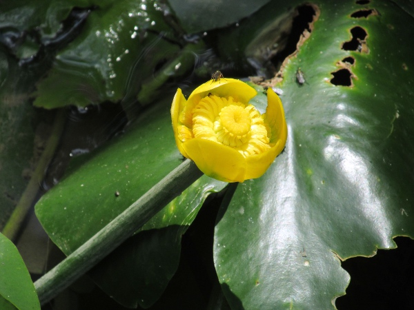 yellow water-lily / Nuphar lutea: The bowl-shaped flowers of _Nuphar lutea_ have up to 7 large yellow sepals, up to 25 (smaller) petals, up to 25 stigmatic lobes and up to 200 stamens.
