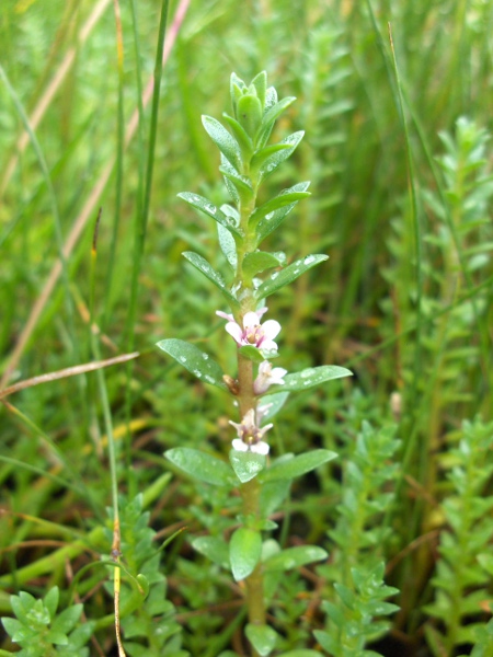 sea milkwort / Lysimachia maritima: As well as a creeping form, _Lysimachia maritima_ can grow as upright stems.