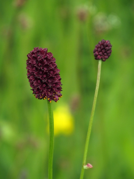 great burnet / Sanguisorba officinalis: In _Sanguisorba officinalis_, the sepals are a deep maroon colour, and the flowers are all bisexual, with 4 stamens and a single stigma.