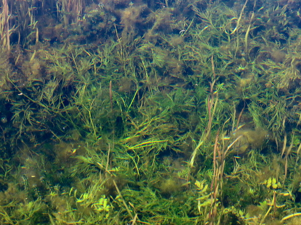 river water-dropwort / Oenanthe fluviatilis: _Oenanthe fluviatilis_ produces narrow-segmented leaves under water in slow-flowing rivers.