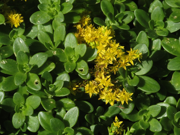 Kamchatka stonecrop / Phedimus kamtschaticus: In this cultivar, the leaves are not toothed towards the tip, as they normally are in _Sedum kamtschaticum_.