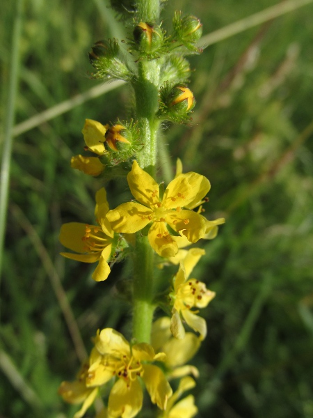 agrimony / Agrimonia eupatoria: Flowers