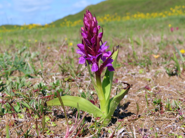early marsh orchid / Dactylorhiza incarnata: _Dactylorhiza incarnata_ is quite variable in colouration, and several subspecies have been described, but they probably form a continuum that is best not divided artificially.