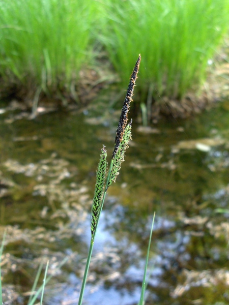 tufted sedge / Carex elata: _Carex elata_ grows in sites that are at least seasonally flooded, mostly in eastern England and central Ireland and especially along Lough Erne in Northern Ireland.