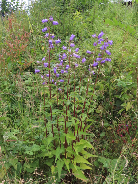nettle-leaved bellflower / Campanula trachelium: The lower leaves of _Campanula trachelium_ are cordate at the base.