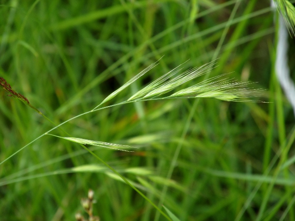 squirreltail fescue / Vulpia bromoides: Inflorescence