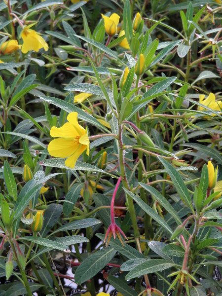 water primrose / Ludwigia grandiflora