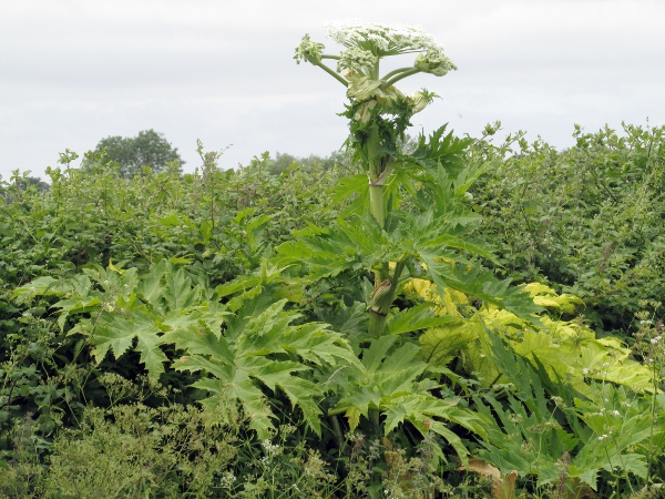 giant hogweed / Heracleum mantegazzianum: _Heracleum mantegazzianum_ is an exceptionally large herb; it is considered invasive, and may not be planted in the wild in the United Kingdom, under <a href="sched9.html">Schedule 9</a> of the Wildlife and Countryside Act 1981.