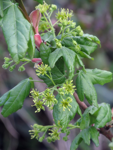 field maple / Acer campestre: _Acer campestre_ produces flowers once its leaves have emerged.