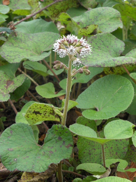 winter heliotrope / Petasites pyrenaicus: In _Petasites pyrenaicus_, the outermost flowers in each head are ligulate, and the flowers appear at the same time as the leaves.