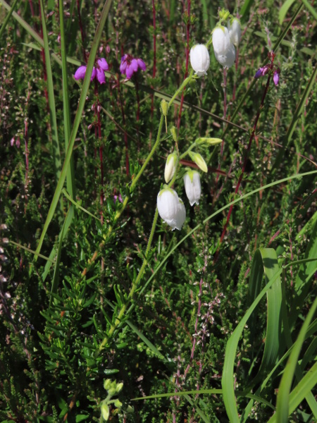 St. Dabeoc’s heath / Daboecia cantabrica: In its native range of Connemara, _Daboecia cantabrica_ has pink flowers; elsewhere, as a garden escape, its flowers may be white.