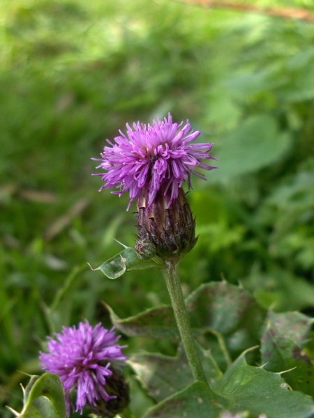 creeping thistle / Cirsium arvense: The inflorescences of _Cirsium arvense_ are narrow; the phyllaries have short recurved tips.