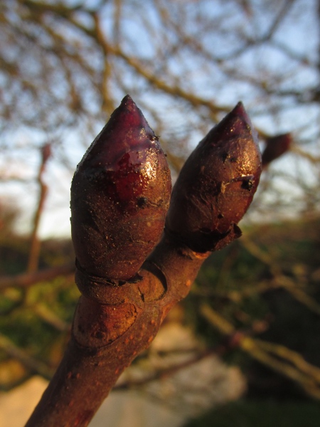 horse chestnut / Aesculus hippocastanum: Sticky buds are characteristic of the genus _Aesculus_.