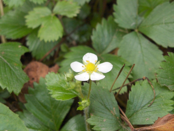 garden strawberry / Fragaria ananassa: _Fragaria ananassa_ is a cultivated plant, larger than the native _Fragaria vesca_, that is widely grown in gardens and frequently occurs as an escapee.