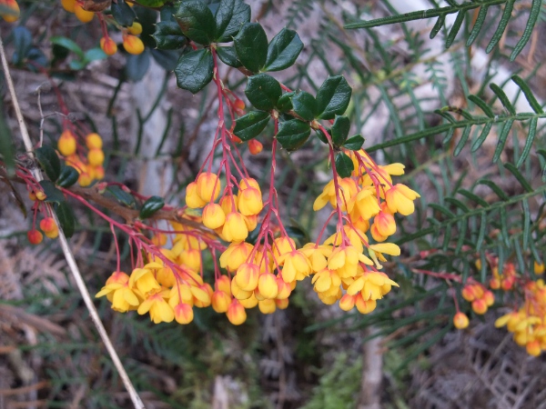 Darwin’s barberry / Berberis darwinii: The leaves and spines of _Berberis darwinii_ are relatively short, and the flowers are borne on a branching stalk.
