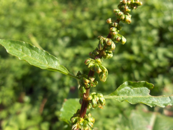 wood dock / Rumex sanguineus: _Rumex sanguineus_ has simple, untoothed tepals, in contrast to _Rumex obtusifolius_, 1 of which has a large tubercle.