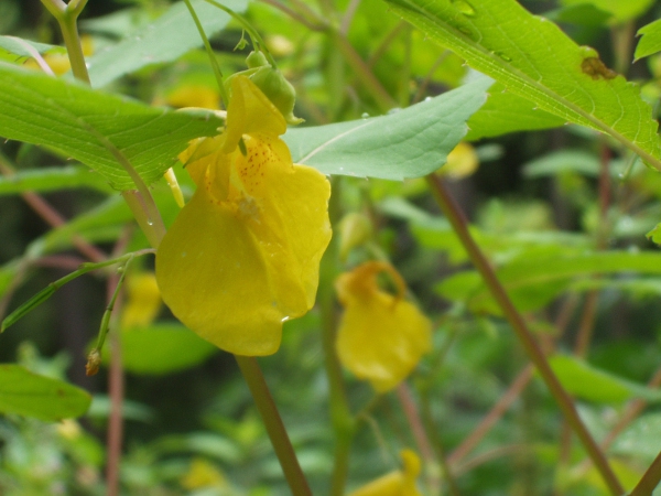 touch-me-not balsam / Impatiens noli-tangere: The large, suplhur-yellow flowers of _Impatiens noli-tangere_ separate it from _Impatiens glandulifera_ (pink), _Impatiens capensis_ (orange speckled) and _Impatiens parviflora_ (small, pale yellow).