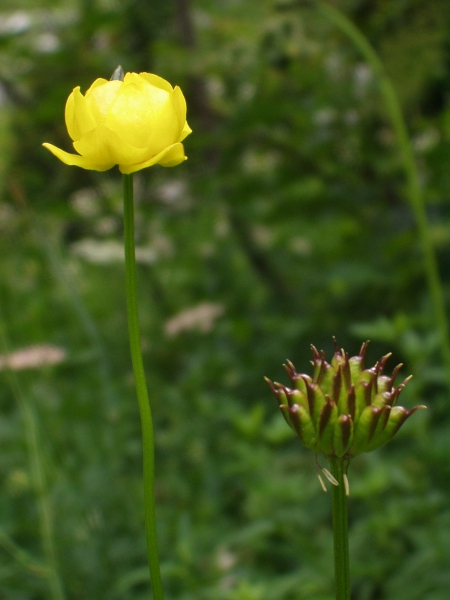 globeflower / Trollius europaeus