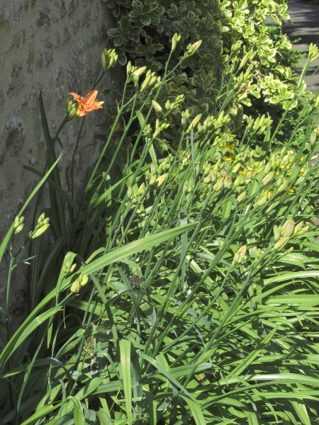 orange day-lily / Hemerocallis fulva: _Hemerocallis fulva_ is a relatively frequent garden escape, native to East Asia.