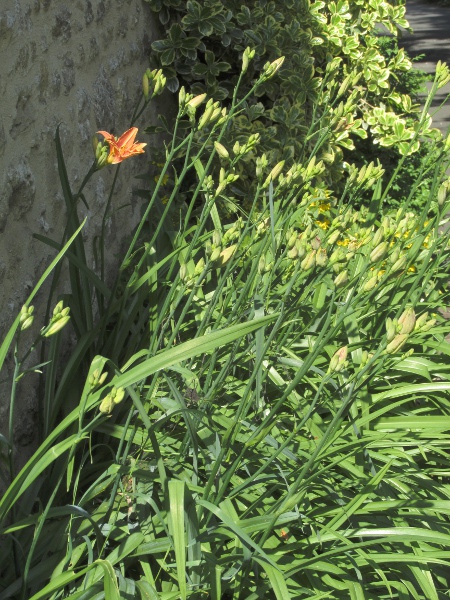 orange day-lily / Hemerocallis fulva