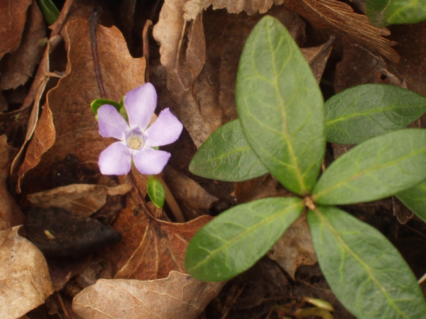 lesser periwinkle / Vinca minor: _Vinca minor_ has smaller flowers than _Vinca difformis_, and typically shorter, wider calyx lobes.