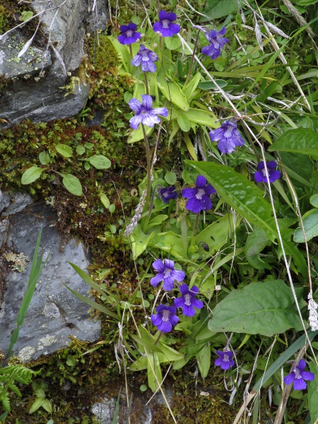 large-flowered butterwort / Pinguicula grandiflora: _Pinguicula grandiflora_ has larger flowers than _Pinguicula vulgaris_ with overlapping and wavy corolla lobes.