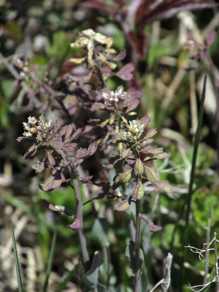 perfoliate penny-cress / Microthlaspi perfoliatum: Flowers and fruit