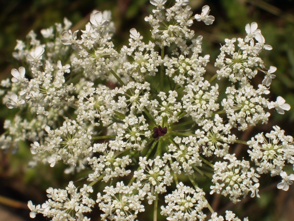 wild carrot / Daucus carota subsp. carota: The inflorescence of _Daucus carota_ often includes a single dark red flower in the centre.