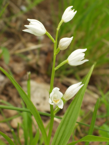 narrow-leaved helleborine / Cephalanthera longifolia: The bracts of _Cephalanthera longifolia_ are narrow and much shorter than the ovaries.