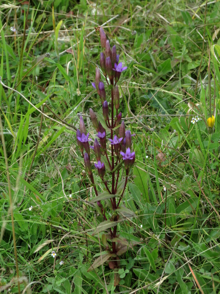 Chiltern gentian / Gentianella germanica: _Gentianella germanica_ has larger flowers than our other _Gentianella_ species, and more nodes on each stem.