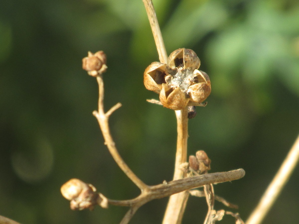 rue / Ruta graveolens: The fruit of _Ruta graveolens_ is a dry, 4-parted or 5-parted capsule.