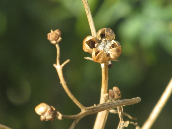 rue / Ruta graveolens: The fruit of _Ruta graveolens_ is a dry, 4-parted or 5-parted capsule.
