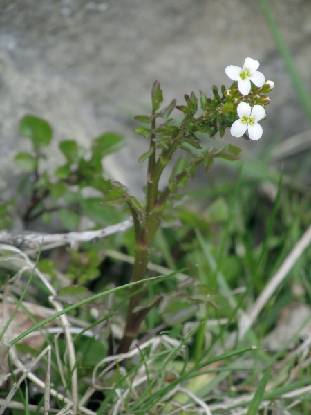 narrow-fruited water-cress / Nasturtium microphyllum: _Nasturtium microphyllum_ grows in and around water; its fruits are at least 9 times longer than wide, in contrast to the very similar _Nasturtium officinale_.