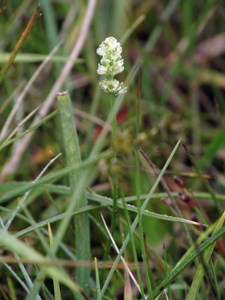 Scottish asphodel / Tofieldia pusilla: _Tofieldia pusilla_ is an <a href="aa.html">Arctic–Alpine</a> plant of calcareous flushes; it grows in the Scottish Highlands and in Upper Teesdale.