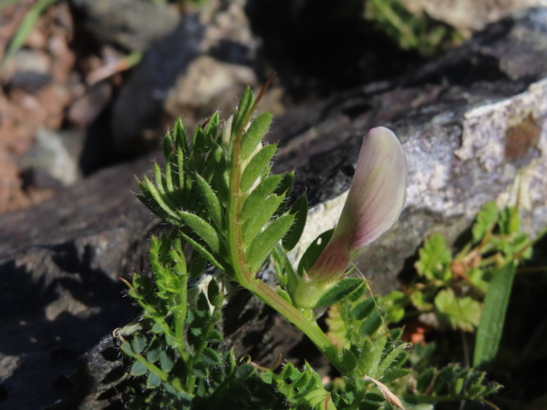 yellow vetch / Vicia lutea: _Vicia lutea_ is a hairier plant than _Vicia sativa_, with smaller stipules and pale yellow flowers.