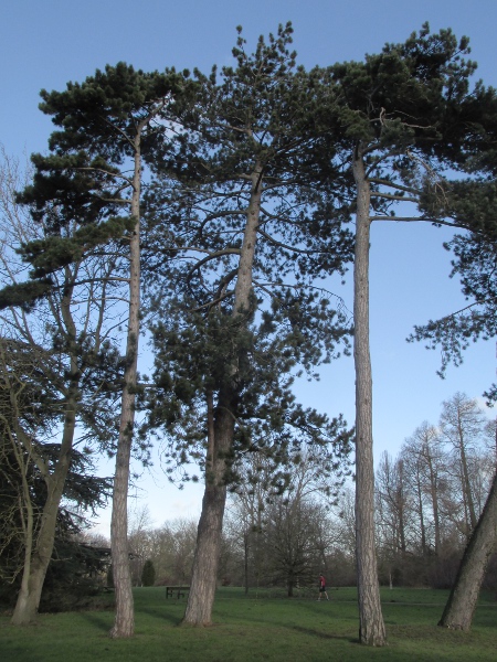 Corsican pine / Pinus nigra subsp. laricio