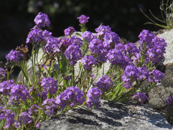 fairy foxglove / Erinus alpinus