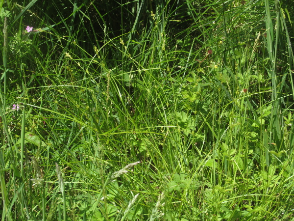 grey sedge / Carex divulsa: _Carex divulsa_ grows in woodland edges and roadsides, mostly in southern England, southern Ireland and eastern Wales.