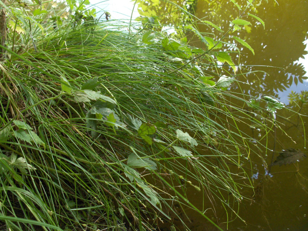 remote sedge / Carex remota: _Carex remota_ is a tuft-forming sedge of shady lowland woods, especially where seasonally flooded, such as along water-courses.