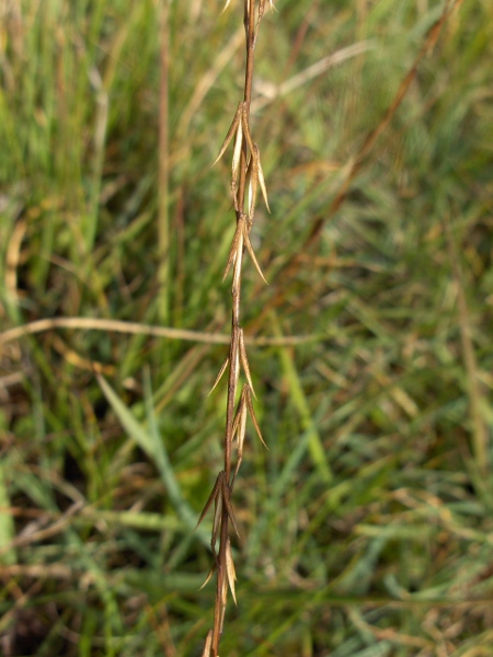 marsh arrowgrass / Triglochin palustris: The fruits of _Triglochin palustris_ are 3-parted capsules, in contrast to the 6-parted capsules of _Triglochin maritima_.