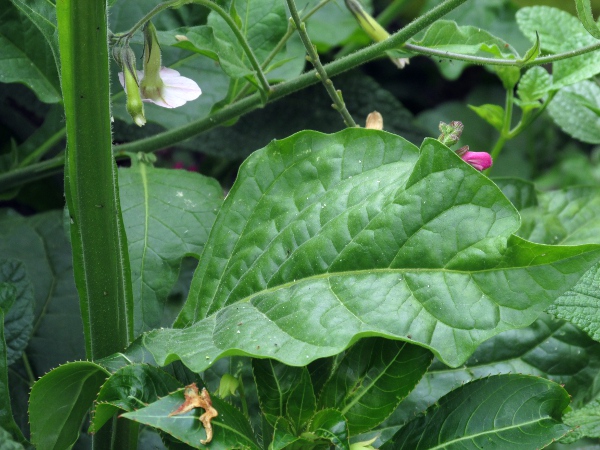 sweet tobacco / Nicotiana alata: The broader tubular section of the flowers of _Nicotiana alata_ is much shorter than in _Nicotiana tabacum_, and the final flared part is white on the outside.