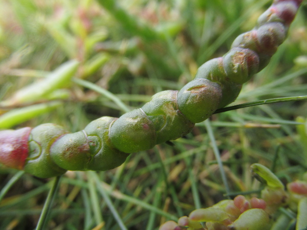 common glasswort / Salicornia europaea