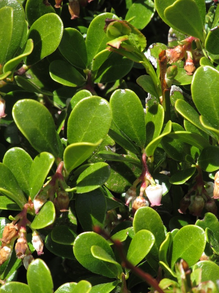 bearberry / Arctostaphylos uva-ursi: _Arctostaphylos uva-ursi_ is an <a href="aa.html">Arctic–Alpine</a> dwarf shrub found across upland Scotland and as far south as the Burren and the Peak District; it has entire, evergreen leaves, unlike _Arctostaphylos alpinus_.