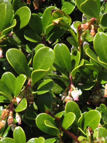 bearberry / Arctostaphylos uva-ursi: _Arctostaphylos uva-ursi_ is an <a href="aa.html">Arctic–Alpine</a> dwarf shrub found across upland Scotland and as far south as the Burren and the Peak District; it has entire, evergreen leaves, unlike _Arctostaphylos alpinus_.
