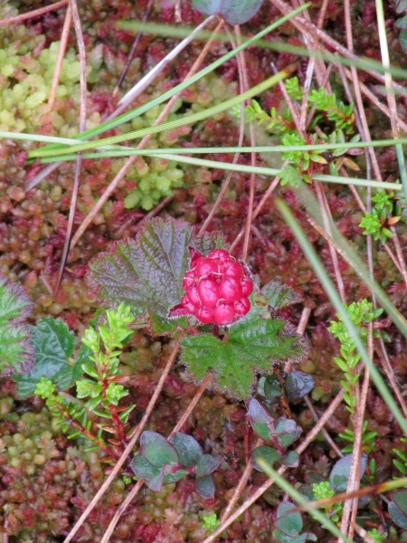 cloudberry / Rubus chamaemorus: The leaves of _Rubus chamaemorus_ are lobed but not divided into leaflets, and the fruit is an orange–red blackberry-like head of drupelets.