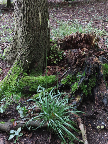 wood barley / Hordelymus europaeus: _Hordelymus europaeus_ is a rare grass of woodland edges over limestone or chalk; it is fairly common in the Chilterns and central Cotswolds but rare elsewhere.