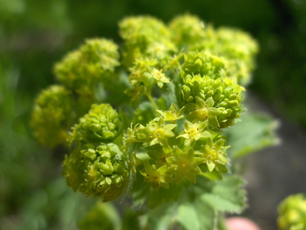 soft lady’s-mantle / Alchemilla mollis: The flowers of _Alchemilla_ are greenish and 4-parted.